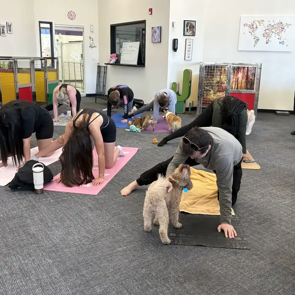 Guests enjoying puppy yoga at K9 Rox Club